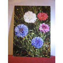 CORN FLOWER flowers Swiss used vintage postcard 1976 pm =
