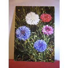 CORN FLOWER flowers Swiss used vintage postcard 1976 pm #