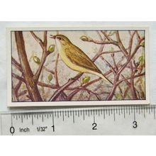 1920s Lente card No. 61 Tjiftjaf, warbler