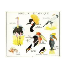 Birds Of Africa Old School Wall Chart Educational Postcard