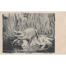 African Crocodile Valentines Animal Studies Postcard