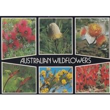 Wildflowers Australian Flower Rare Kangaroo Paw Wattle Orange Banskia Postcard