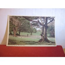 THE RUFUS STONE & TWIN TREE, NEW FOREST, HAMPSHIRE unused postcard Photochrom =