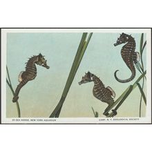 Sea Horse, New York Aquarium, c.1920s - Tichnor Postcard