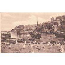 Brixham Sea Gulls Birds At Devon Antique Real Photo Postcard