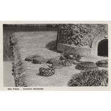 Sao Paulo Brazil Antique Snakes Wildlife Centre Real Photo Postcard