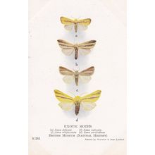 Zana Delicata Indian Exotic Moths Antique Natural History Museum Postcard