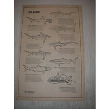 1973 Sharks First Water Album Advertisement - Killers