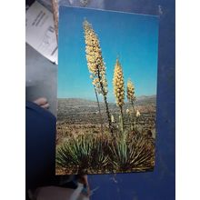 vintage postcard new desert yuccas in bloom USA