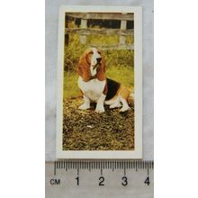 1961 Hornimans Tea Dogs No. 3 Bassett Hound