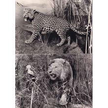 Leopard Lion Birmingham Cat Natural History Museum 2x Postcard s