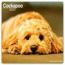 Cockapoo Square Wall Calendar 2025 by Avonside Publishing