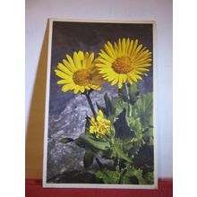 GREAT FLOWERING ARONIC flowers used vintage postcard 1937 pm =