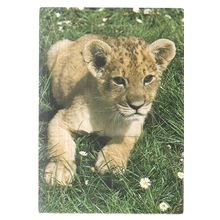 YOUNG CUB, WOBURN WILD ANIMAL KINGDOM, WOBURN PARK, unused postcard. =