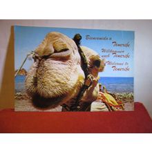 A CAMEL, TENERIFE used postcard 1984 pm #