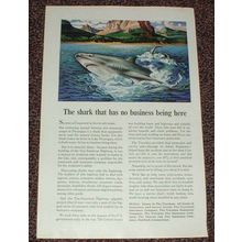 1946 Travelers Insurance Ad - Shark Has No Business!!