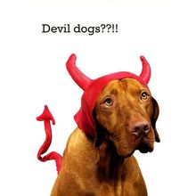Devil Dogs - Tree Free Greeting Card - 14494