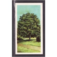 Brooke Bond Tea Card, Trees in Britain, no.35 Hornbeam