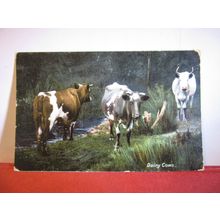 DAIRY COWS, CATTLE used antique postcard by Boots 1906 pm Short Horns =