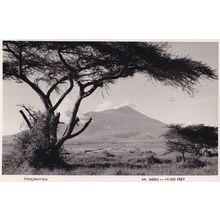 Tanganyika African Tree Real Photo Postcard