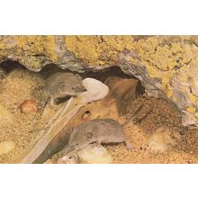 Scily Shrew Isles Of Lesser White Toothed Shrews Postcard
