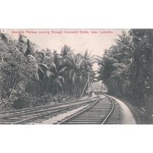 Sea Side Railway Via Cocoanut Estate Colombo Postcard
