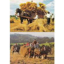 Devon Shire Horse Farm Centre Farming Horse Rides Postcard