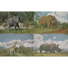 African Elephants Giraffes Rhinoceros 4x 1970s Dutch Postcard s