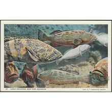 Large Groupers, New York Aquarium, 1937 - Curt Teich Postcard