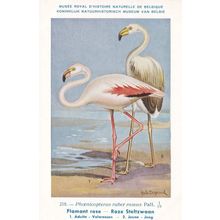 American Flamingo Phoenicopterus Ruber WW2 Rare Bird Postcard
