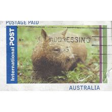 AUSTRALIA, MAMMAL, Wombat, Vombatus ursinus, blue , airmal