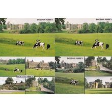 Cows Grazing at Bolton Abbey Yorkshire 4x Postcard s