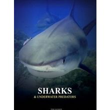 Animals Sharks And Underwater Predators - Tom Jackson