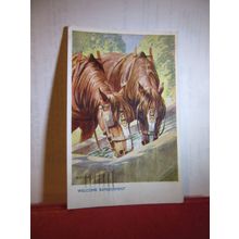 HORSES DRINKING by Whydale used vintage postcard byJ. Salmon 1953 pm =