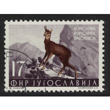 Yugoslavia Chamois Wild Animal 1954 Canc SG#769 MI#742