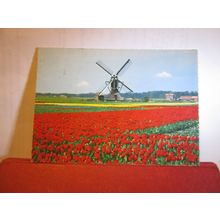 WINDMILL AND TULIPS FLOWERS HOLLAND ... used vintage postcard 1969 pm #