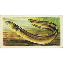 Freshwater Fish 1960 Brooke Bond Tea Card 39 - Yellow Eel