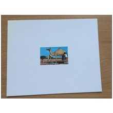 Djibouti 2000 Epreuve de Luxe Faune Dromadaire Dromedar Camel Mi. 771 RARE