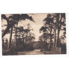The Avenue Hampstead Postcard London Levy LL 686