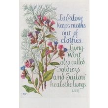 Clothes Moths Wort Soldiers Sailors Romany Military Remedy Songcard Postcard