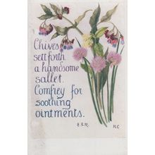 Chives Handsome Sallet Comfrey Ointment Natural Remedy Song Songcard Postcard
