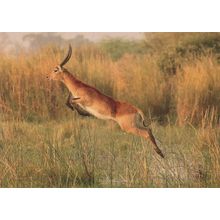 Acrobatic Antelope Childrens Wildlife Photo Award Champion Postcard