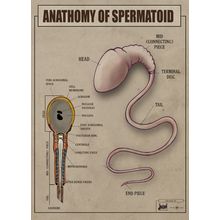 Spermatoid Anatomy 1 Poster Canvas Movie Film Print A0 A1 A2 A3 A4 A5 A6 Art Wal