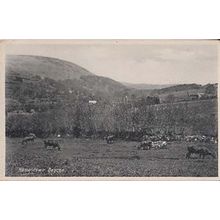 Hameldown Beacon Cattle Cows Devon Vintage Postcard