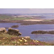 Hottentot Fig Ice Flower St Helens Isles Of Scilly Postcard