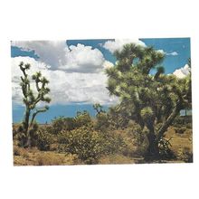 JOSHUA-TREES vintage unused postcard.Southwestern Desert, Arizona