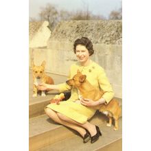 Queen Elizabeth II with Corgi Dogs at Windsor Castle 1962 Postcard