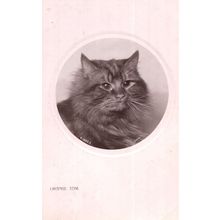 Orange Tom Antique Cat Portrait Real Photo Postcard