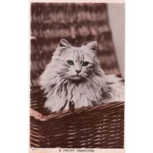 A Pretty Basketful Antique White Snowy Cat Real Photo Postcard