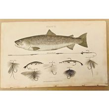 TROUT. COPPER ENGRAVING PRINTED IN LONDON IN 1807. 9” X 5.5”.